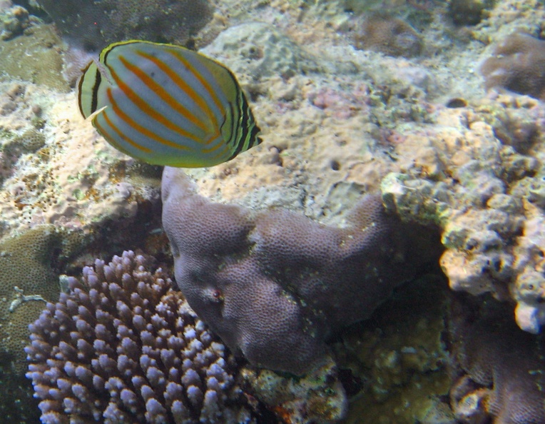 Palau_Dive_08_Snorkel_Turtle_Cove_IMG_6001_edited_1.jpg