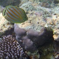 Palau_Dive_08_Snorkel_Turtle_Cove_IMG_6001_edited_1.jpg