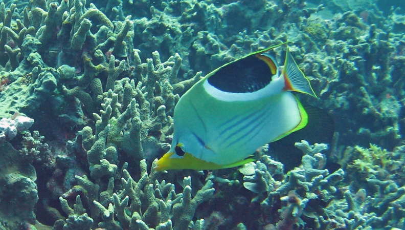 Palau_Dive_09_Ngedebusch_Coral_Garden_IMG_6136_edited_1.jpg