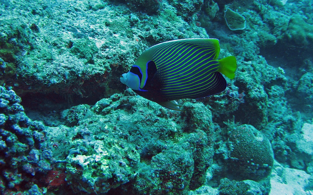 Palau Dive 10 Blue Corner IMG 6221 edited 1