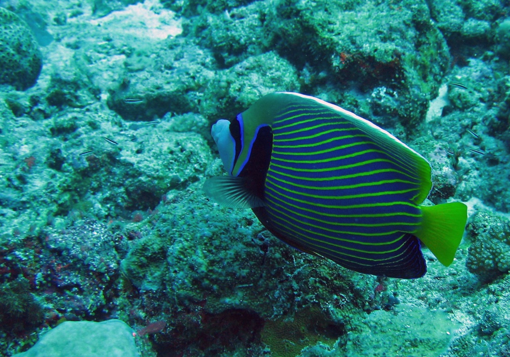 Palau Dive 10 Blue Corner IMG 6226 edited 1
