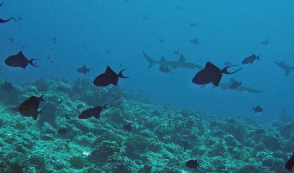 Palau Dive 10 Blue Corner IMG 6237 edited 1