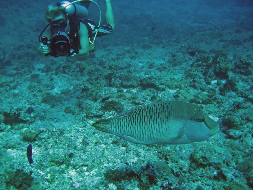 Palau Dive 10 Blue Corner IMG 6258 edited 1