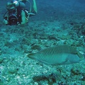 Palau Dive 10 Blue Corner IMG 6258 edited 1