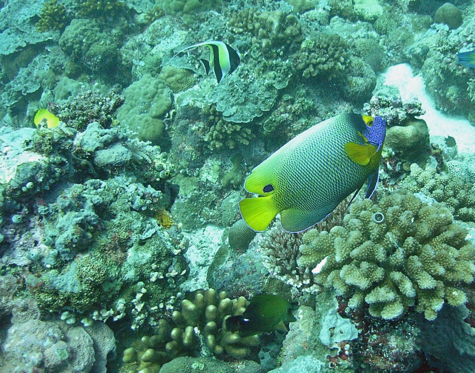 Palau Dive 12 Siaes Corner M0012778 edited 1