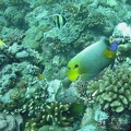 Palau Dive 12 Siaes Corner M0012778 edited 1