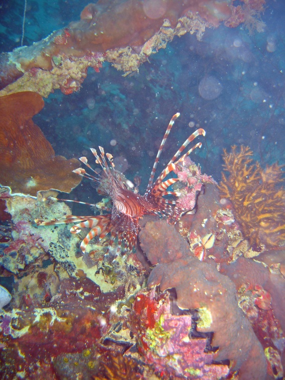 Palau Dive 13 Chuyo Maru WW II Wreck IMG 6332 edited 1