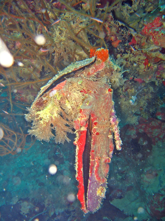 Palau Dive 13 Chuyo Maru WW II Wreck IMG 6351 edited 1