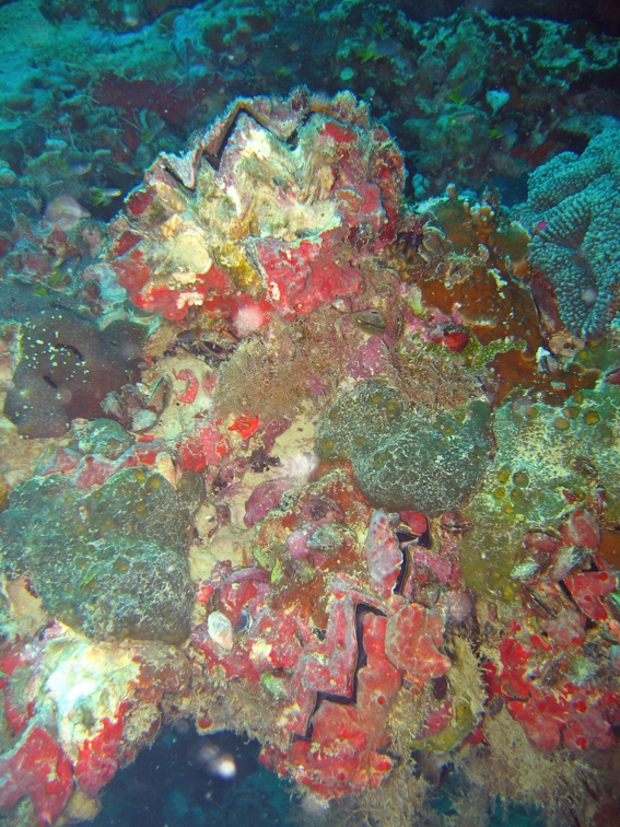 Palau Dive 13 Chuyo Maru WW II Wreck IMG 6364 edited 1