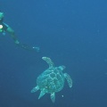 Palau Dive 14 Blue Hole IMG 6416 edited 1