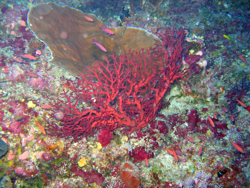 Palau Dive 17 Peleliu Wall IMG 6517 edited 1