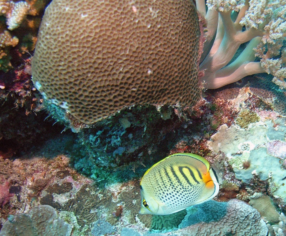 Palau Dive 18 Peleliu Orange Beach Coral Garden M0012858 edited 1