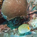 Palau_Dive_18_Peleliu_Orange_Beach_Coral_Garden_M0012858_edited_1.jpg
