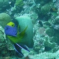 Palau Dive 19 Peleliu Pocket M0012921 edited 1