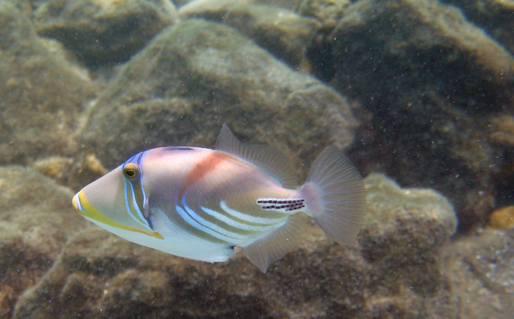 Palau Snorkeling Last Day IMG 6824 edited 1