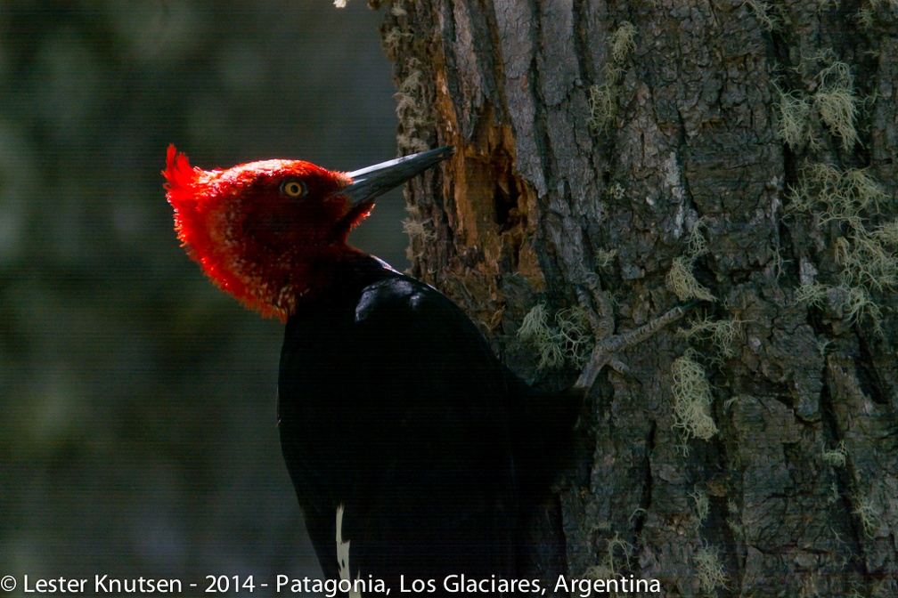 LesterKnutsen Patagonia2014  DSC7913