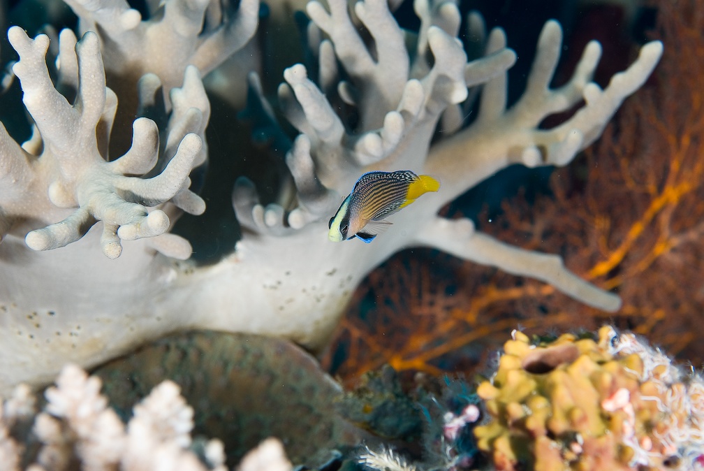 Pelagian 20080830 DSC1760