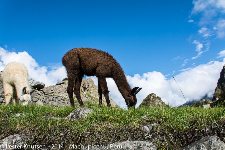 LesterKnutsen_Machupicchu2014__DSC8556.jpg