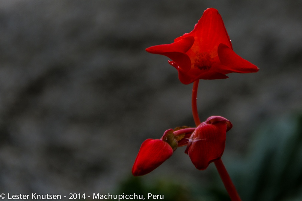 LesterKnutsen Machupicchu2014  DSC8825