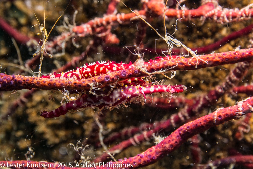 LesterKnutsen Anilao 2015 DSC5016