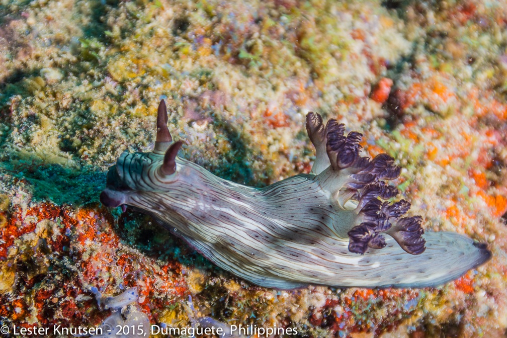 LesterKnutsen Dumaguete 2015 DSC2735