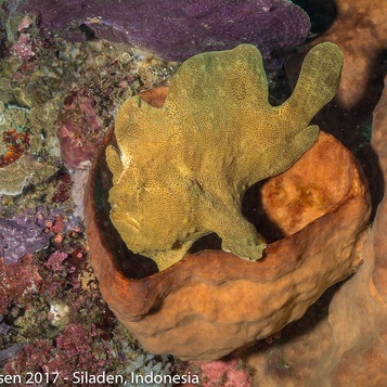 Indonesia2014-Current