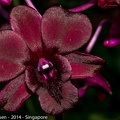 LesterKnutsen Singapore2014 DSC3931