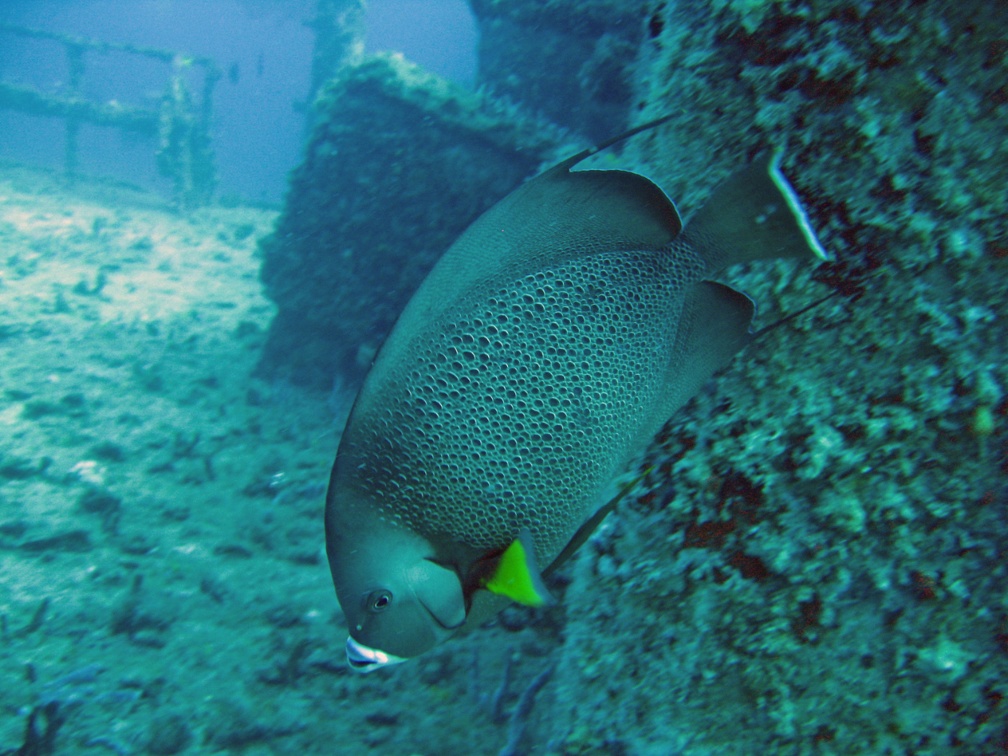 Spiegel Grove Key Largo May 2006 IMG 2860 edited 1