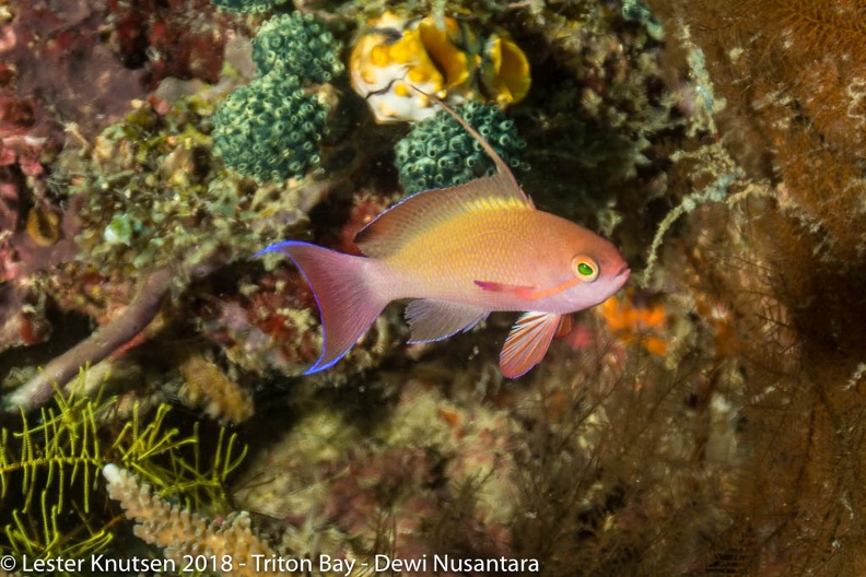 LesterKnutsen 2018 Dewi Nusantara DSC3568