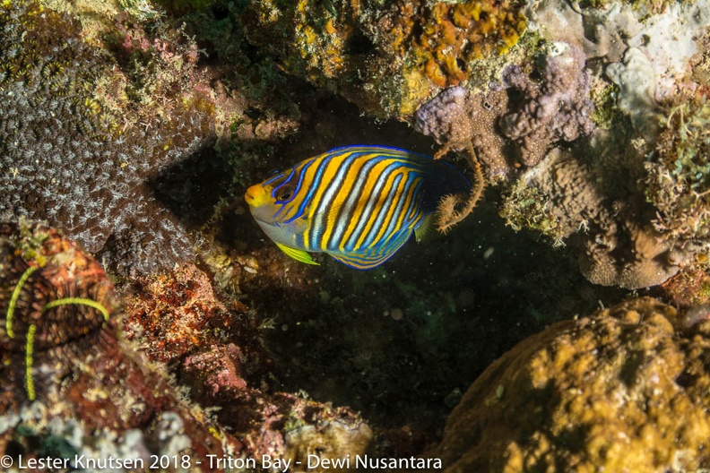 LesterKnutsen_2018_Dewi_Nusantara_DSC3572.jpg