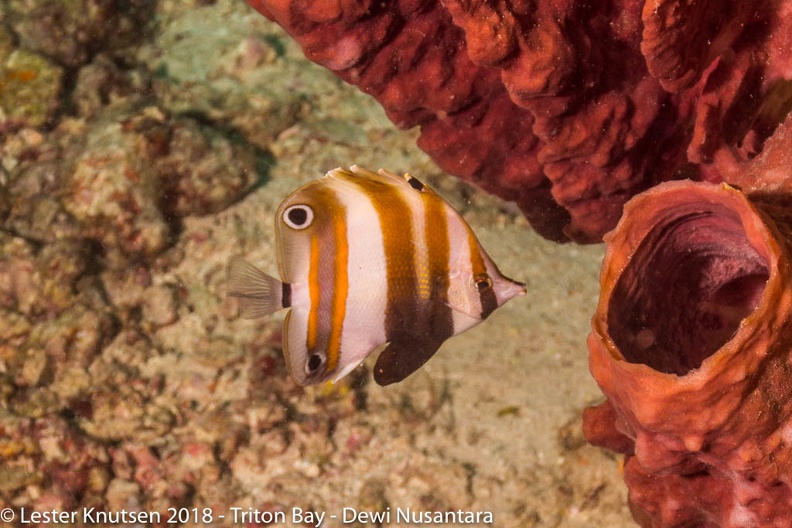 LesterKnutsen_2018_Dewi_Nusantara_DSC3593.jpg