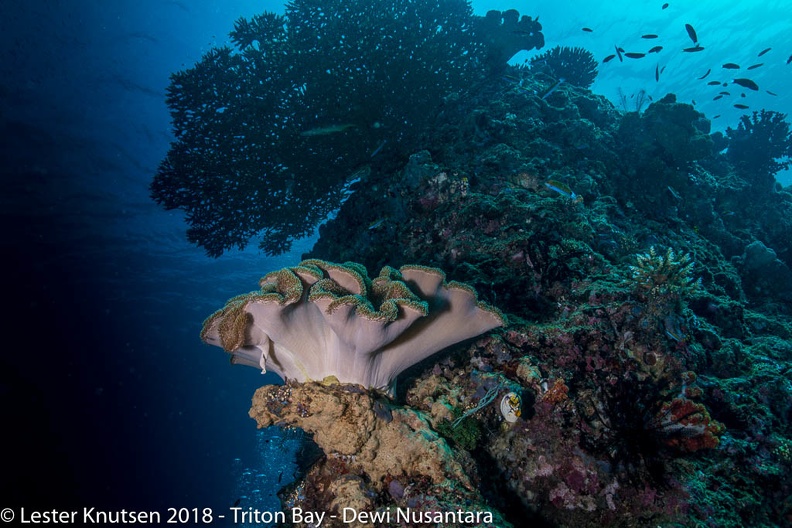 LesterKnutsen_2018_Dewi_Nusantara_DSC3675.jpg