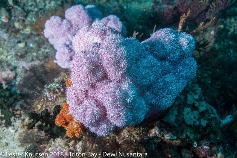 LesterKnutsen_2018_Dewi_Nusantara_DSC3883.jpg