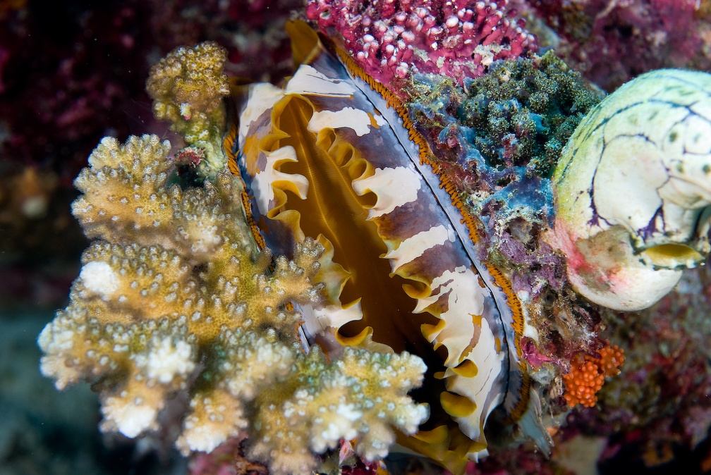 Wakatobi 20080902 DSC2550