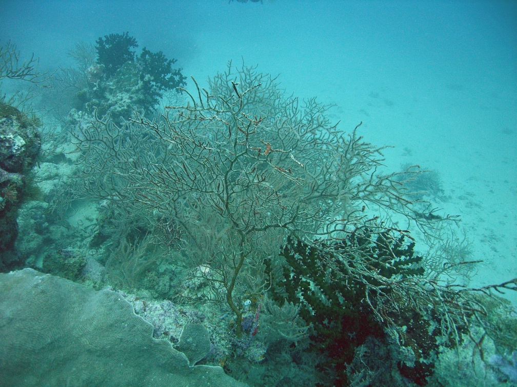 Yap Dive 1 Miil Channel M0012954 edited 1