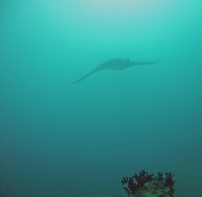 Yap Dive 1 Miil Channel M0012964 edited 1