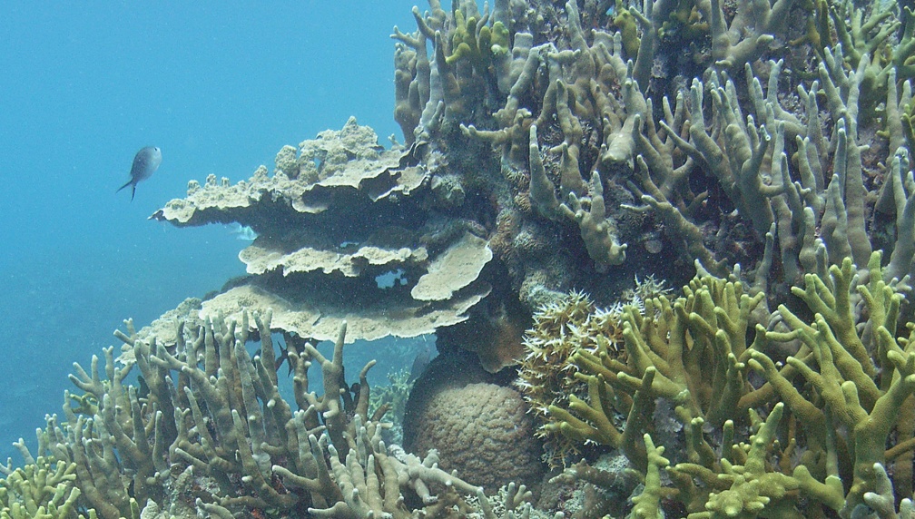 Yap Dive 1 Miil Channel M0012968 edited 1
