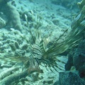 Yap_Dive_2_Slow_and_Easy_M0012982_edited_1.jpg