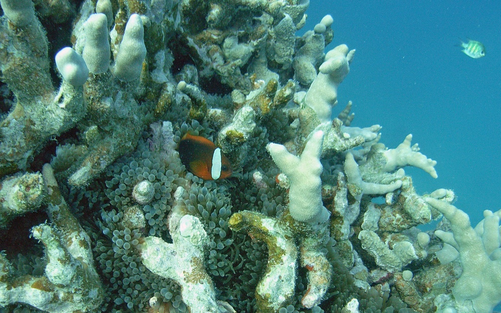 Yap Dive 2 Slow and Easy M0013001 edited 1