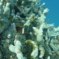 Yap_Dive_2_Slow_and_Easy_M0013001_edited_1.jpg