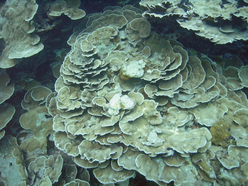 Yap_Dive_2_Slow_and_Easy_M0013012_edited_1.jpg