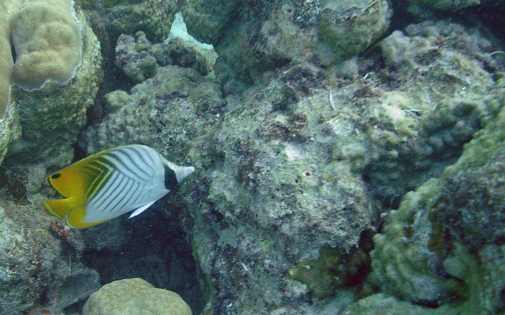 Yap Dive 2 Slow and Easy M0013021 edited 1