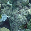 Yap_Dive_2_Slow_and_Easy_M0013021_edited_1.jpg