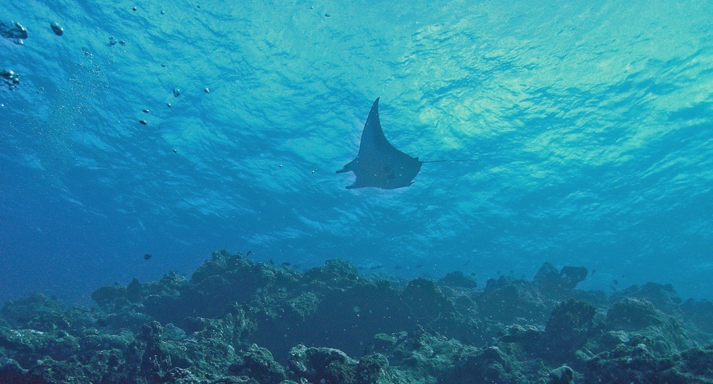 Yap Dive 3 Miil Channel M0013040 edited 1