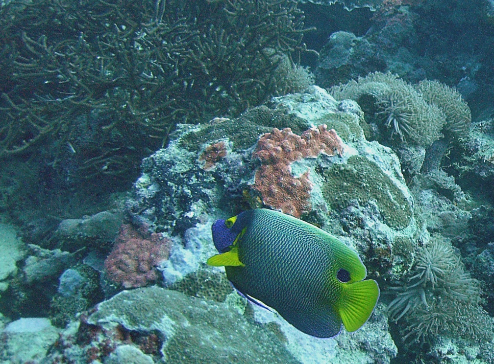 Yap Dive 4 Miil Channel M0013088 edited 1