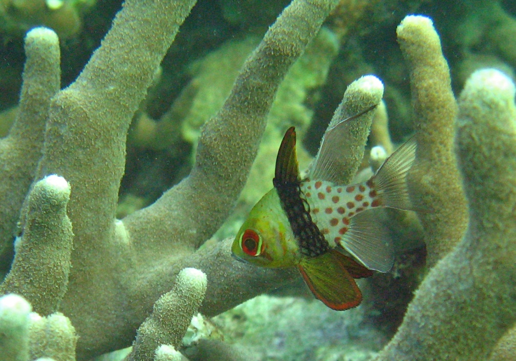Yap Dive 5 Rainbow Reef Mandarin Fish IMG 6855 edited 1