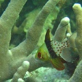 Yap Dive 5 Rainbow Reef Mandarin Fish IMG 6855 edited 1