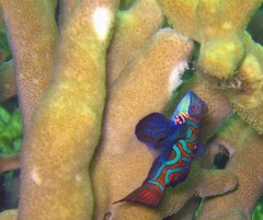 Yap Dive 5 Rainbow Reef Mandarin Fish IMG 6858 edited 1