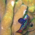Yap_Dive_5_Rainbow_Reef_Mandarin_Fish_IMG_6858_edited_1.jpg