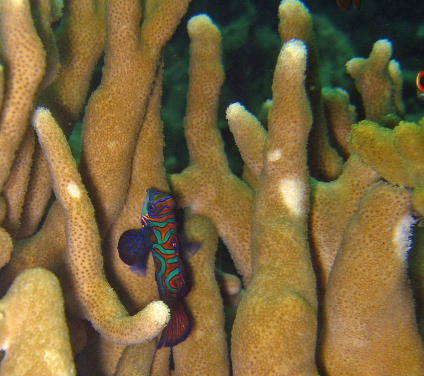 Yap Dive 5 Rainbow Reef Mandarin Fish IMG 6885 edited 1